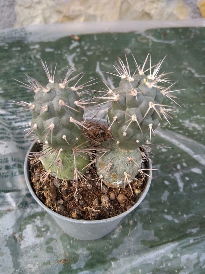 Tephrocactus 12