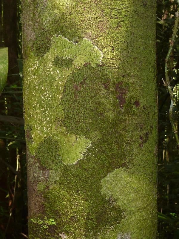 Guatteria