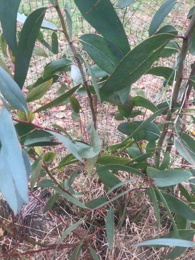 Wachs-Eukalyptus 3