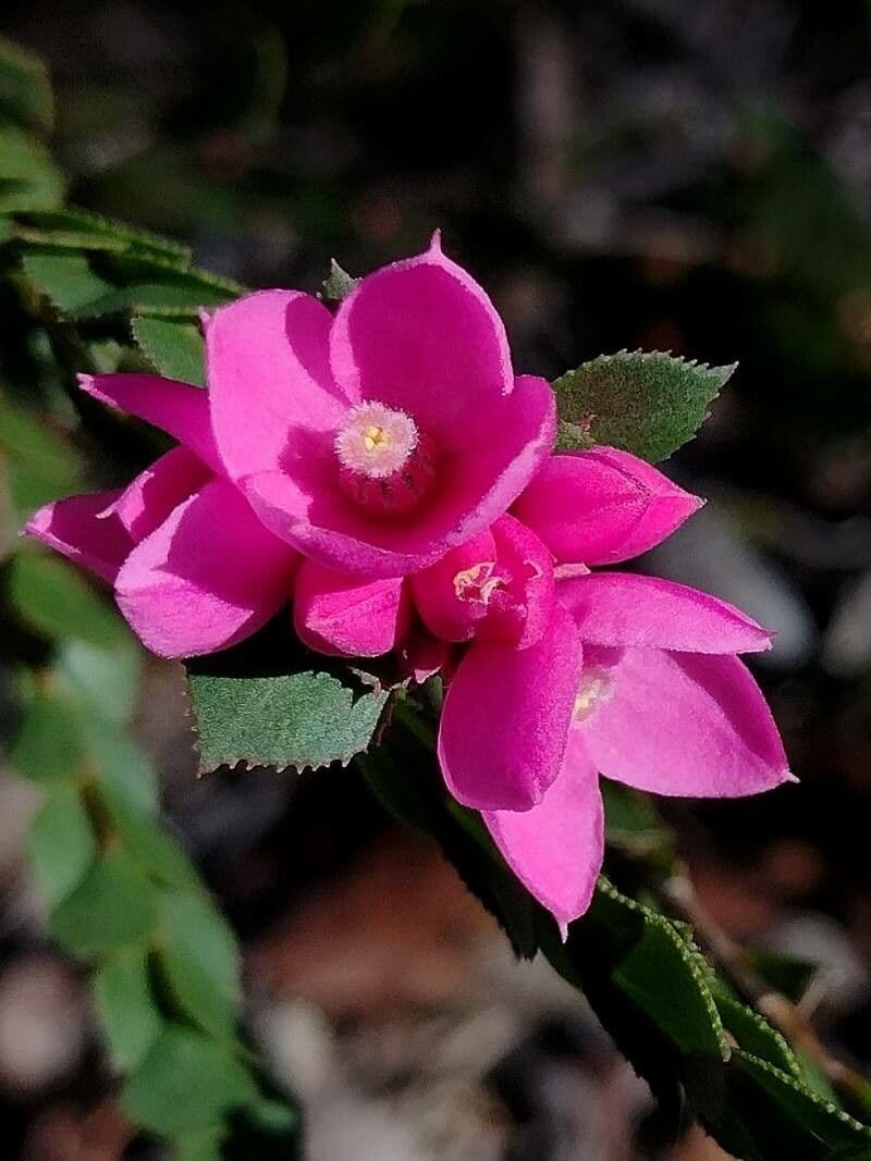 Boronia aserrada 2