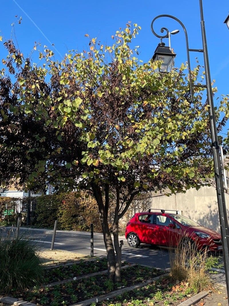 Rundblättrige Dombeya 13