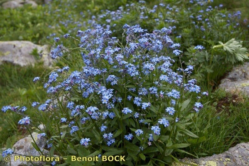 Myosotis décombant 8