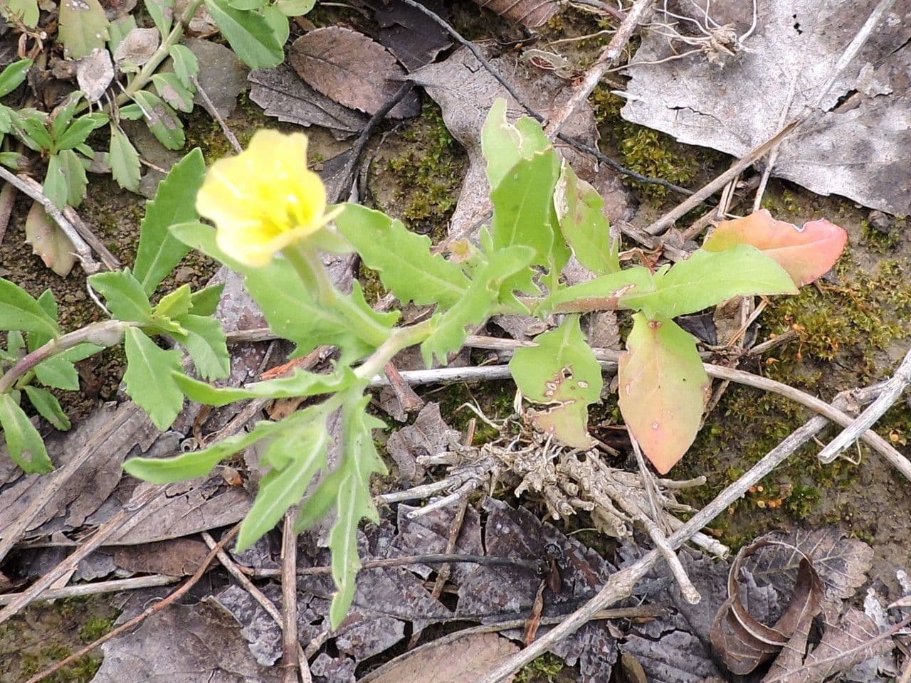 Onagra laciniata 10
