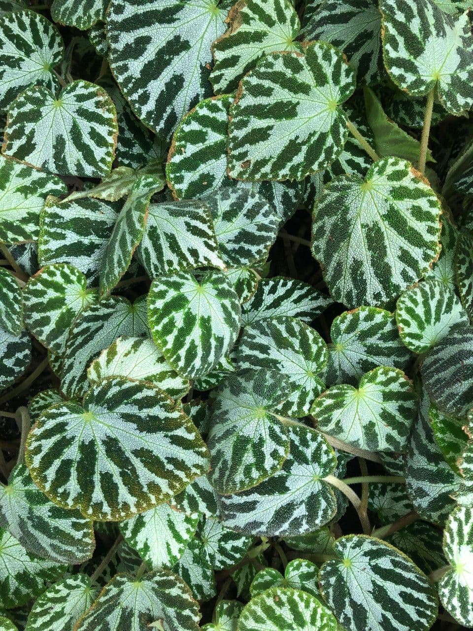 Begonia 3
