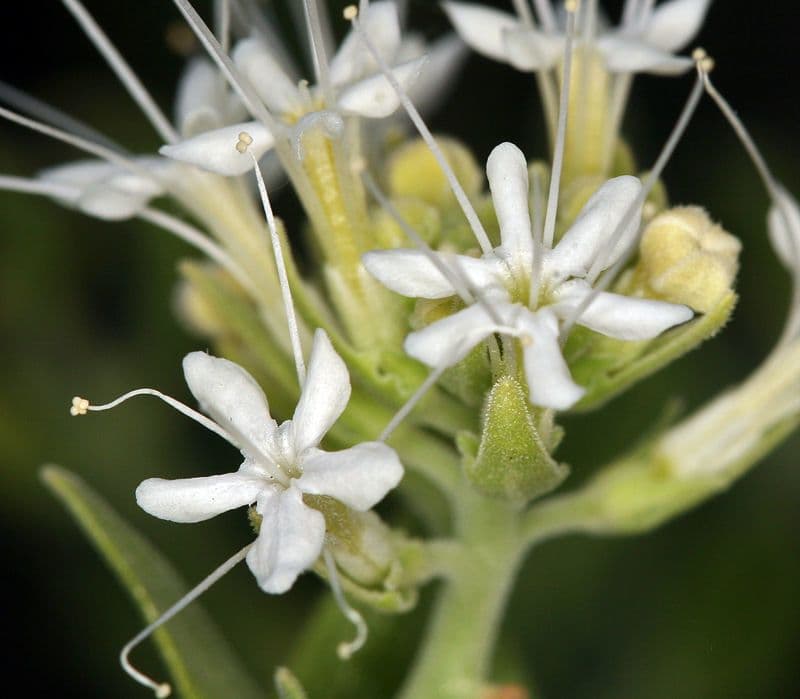 Petalonyx