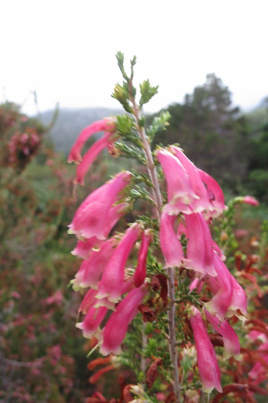 Erica discolor 6