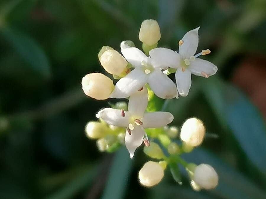 Harzer Labkraut 6