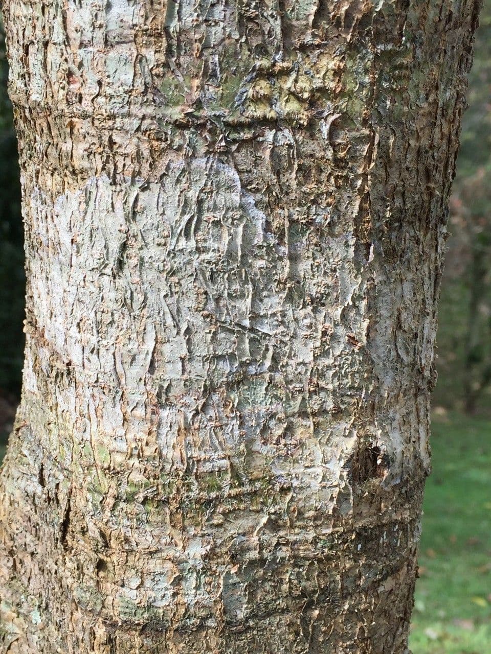 Quercia 7