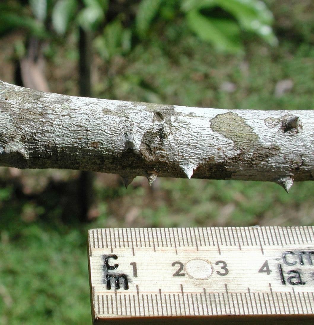 Zanthoxylum 10
