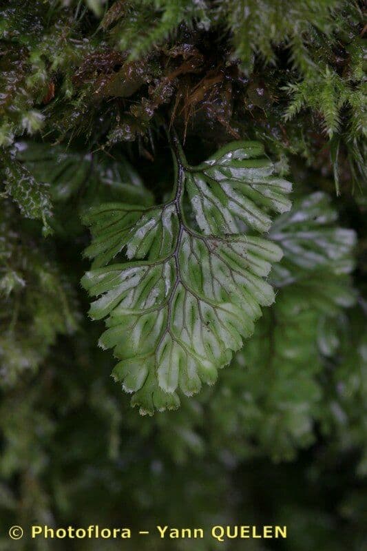 Braunes Hymenophyllum 3