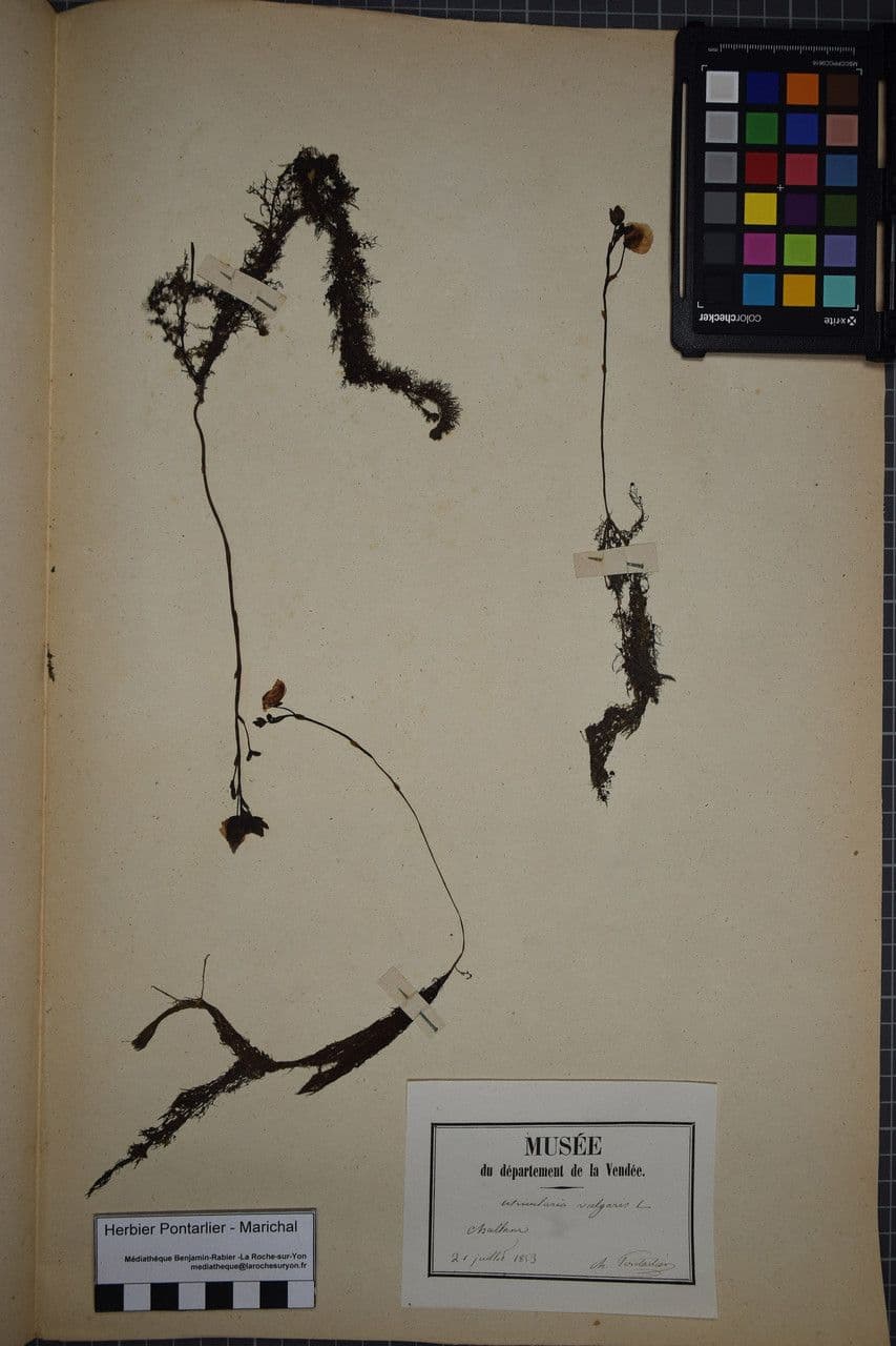 Utricularia común 19