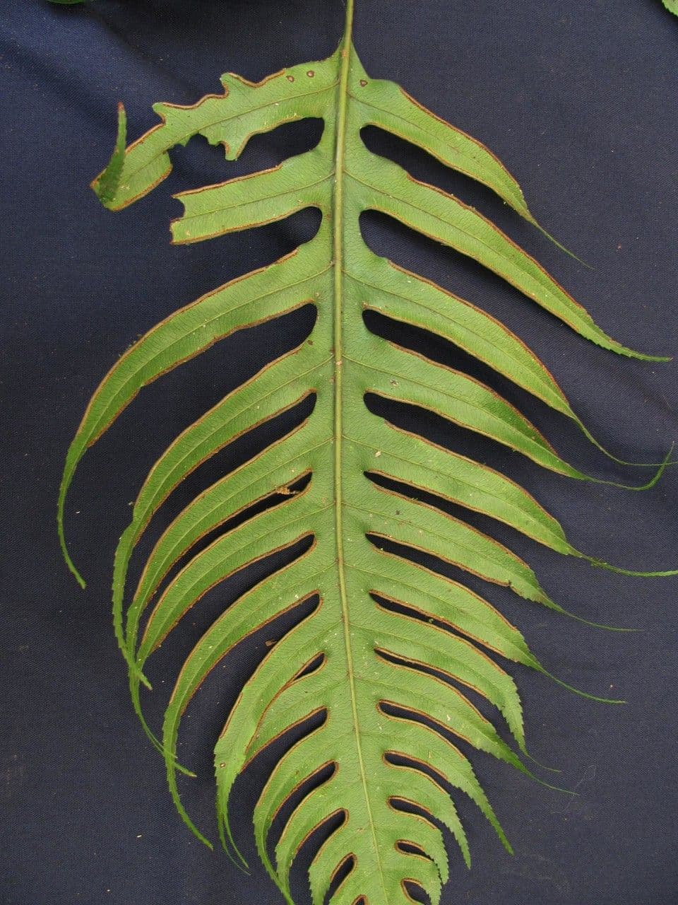 Pteris altissima 11