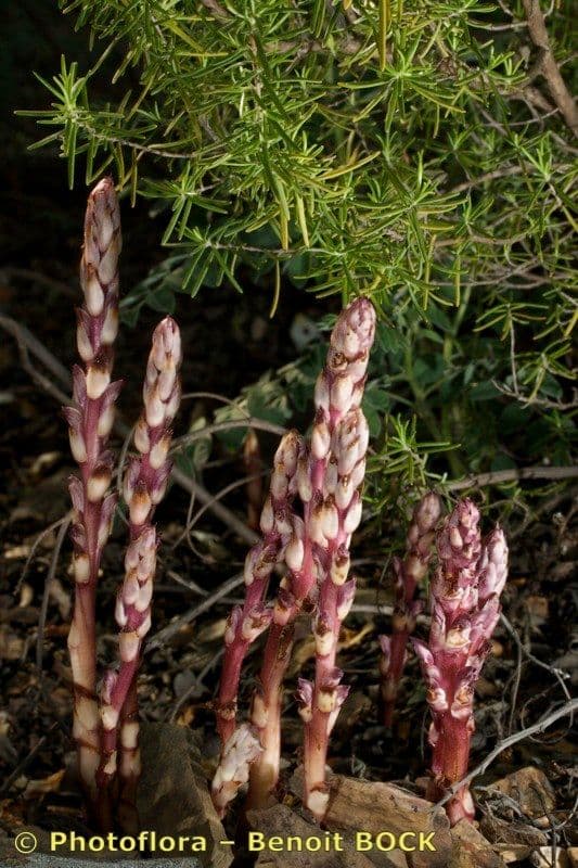 Orobanche a squame larghe 23