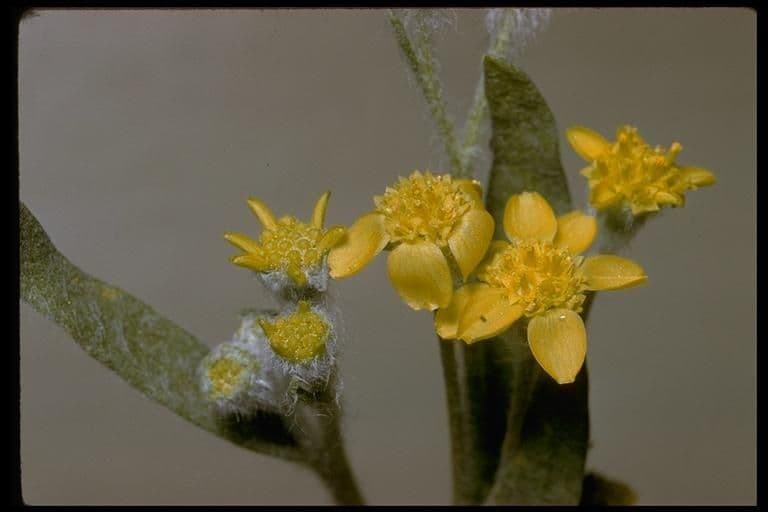 Baileya pauciradiata