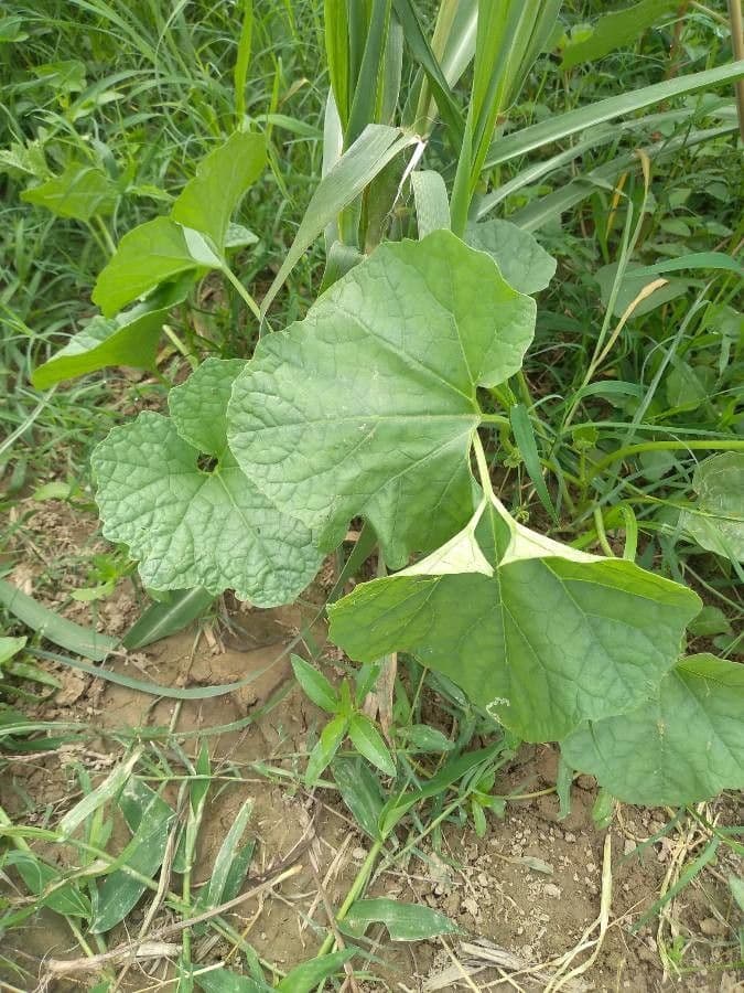 Luffa 11