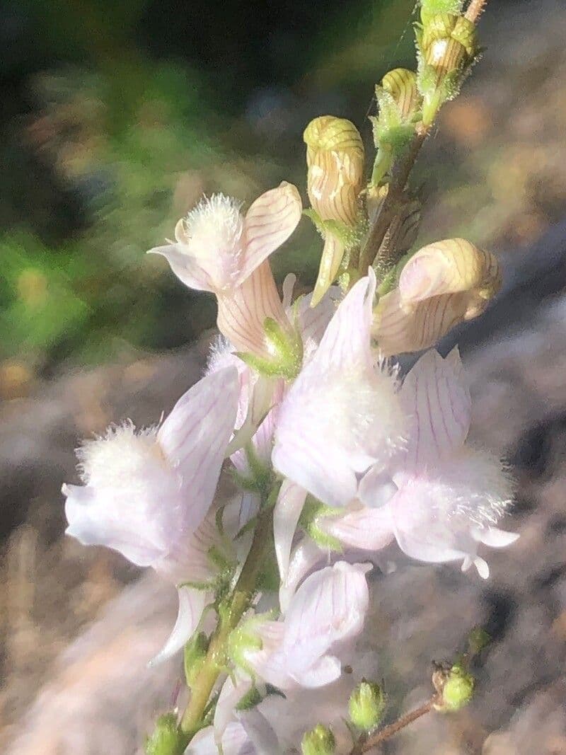 Linaria 2