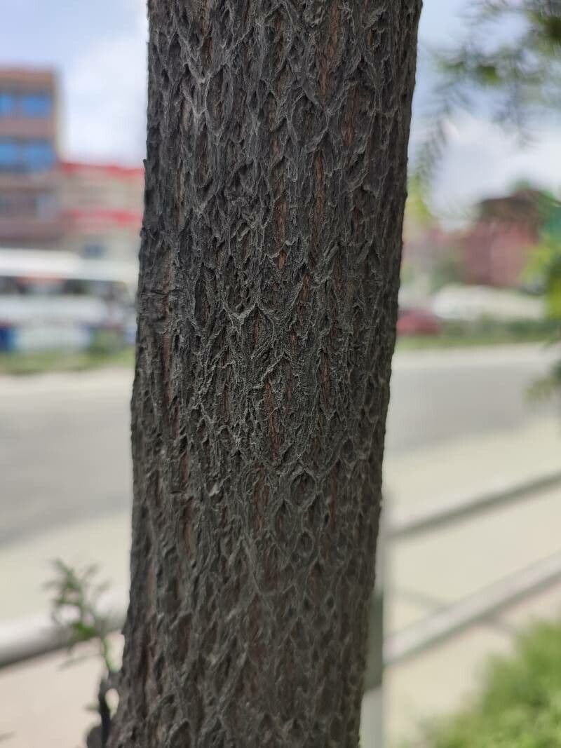 Schwarzer Teebaum 12