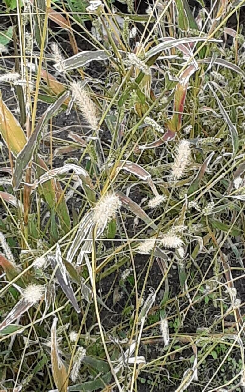 Bothriochloa 3