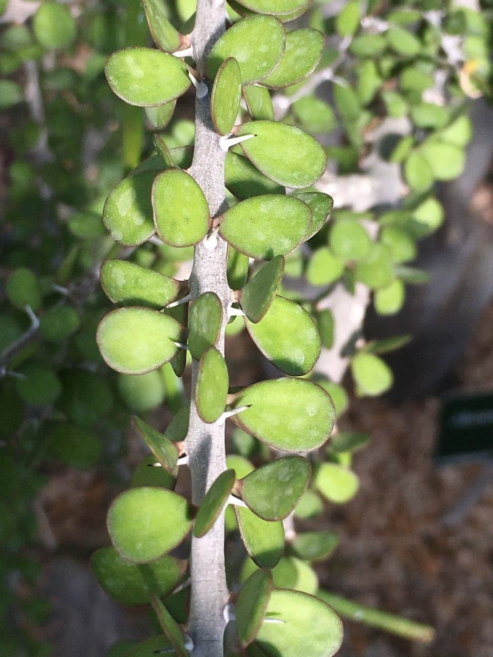 Alluaudia