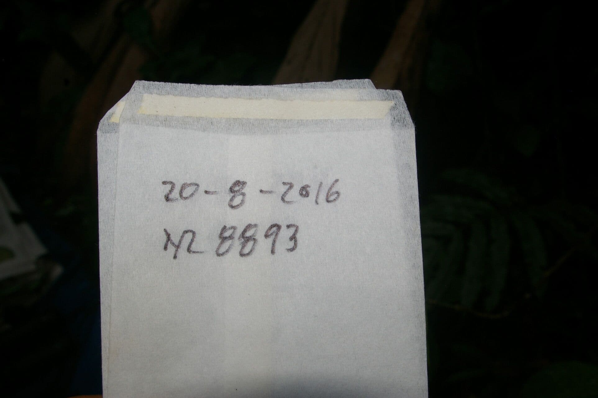 Conostegia micrantha 10