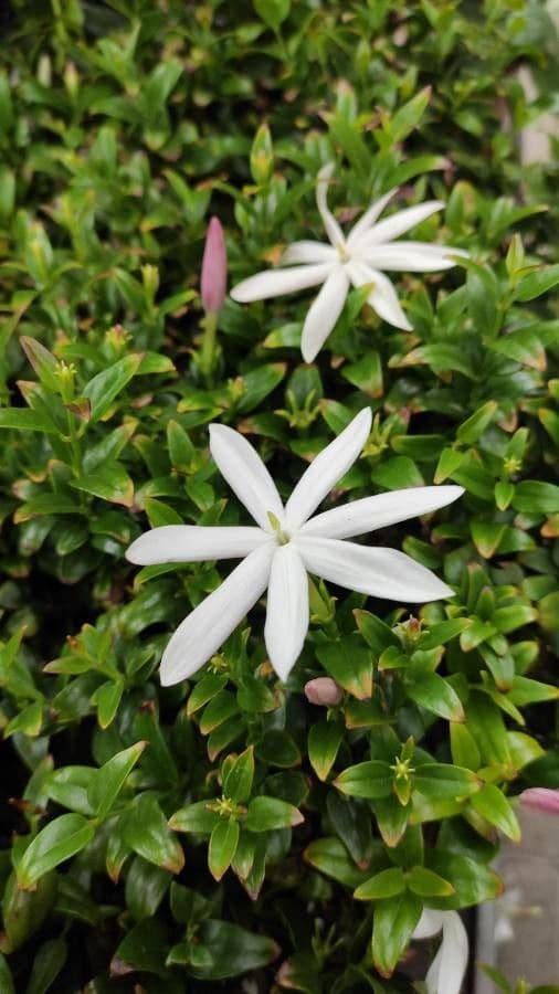 Jasminschlinger