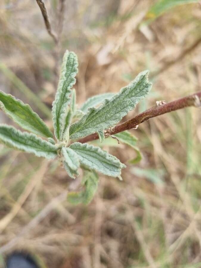 Sferalcea 6