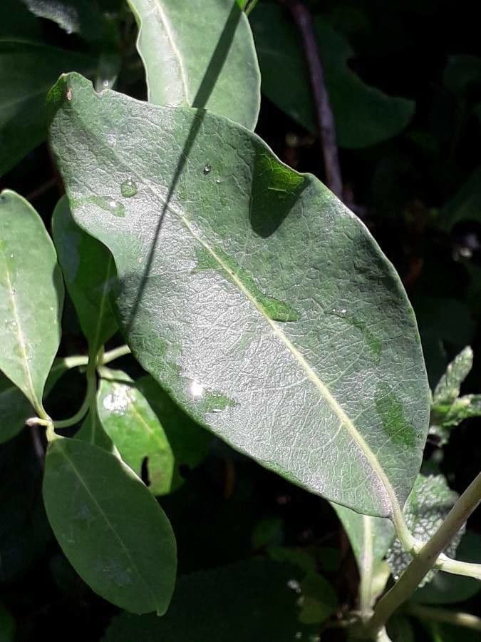 Wald-Geißblatt 16