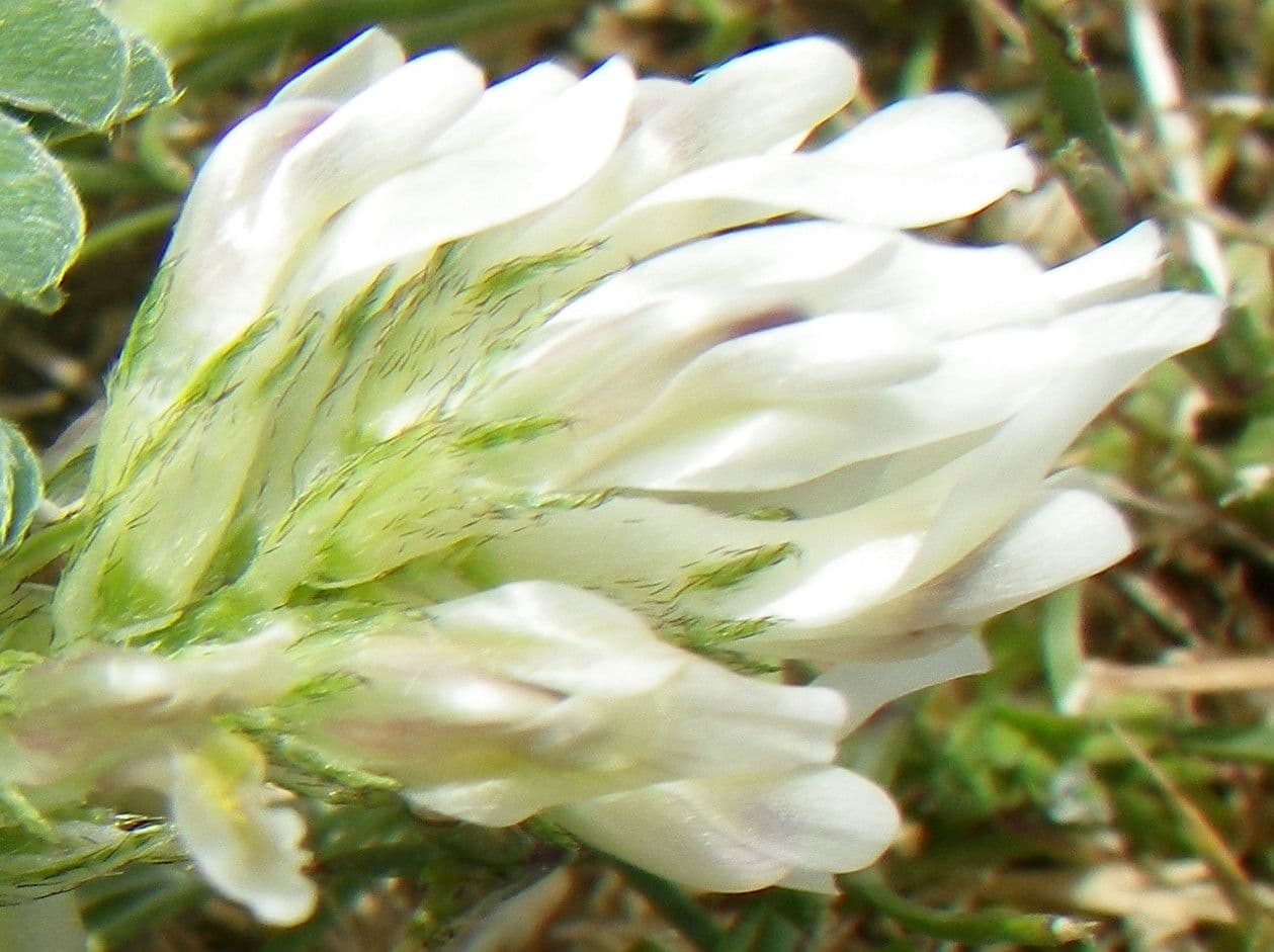 Astragalus depressus 9