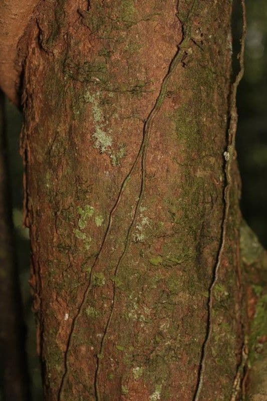 Erythroxylum citrifolium 6
