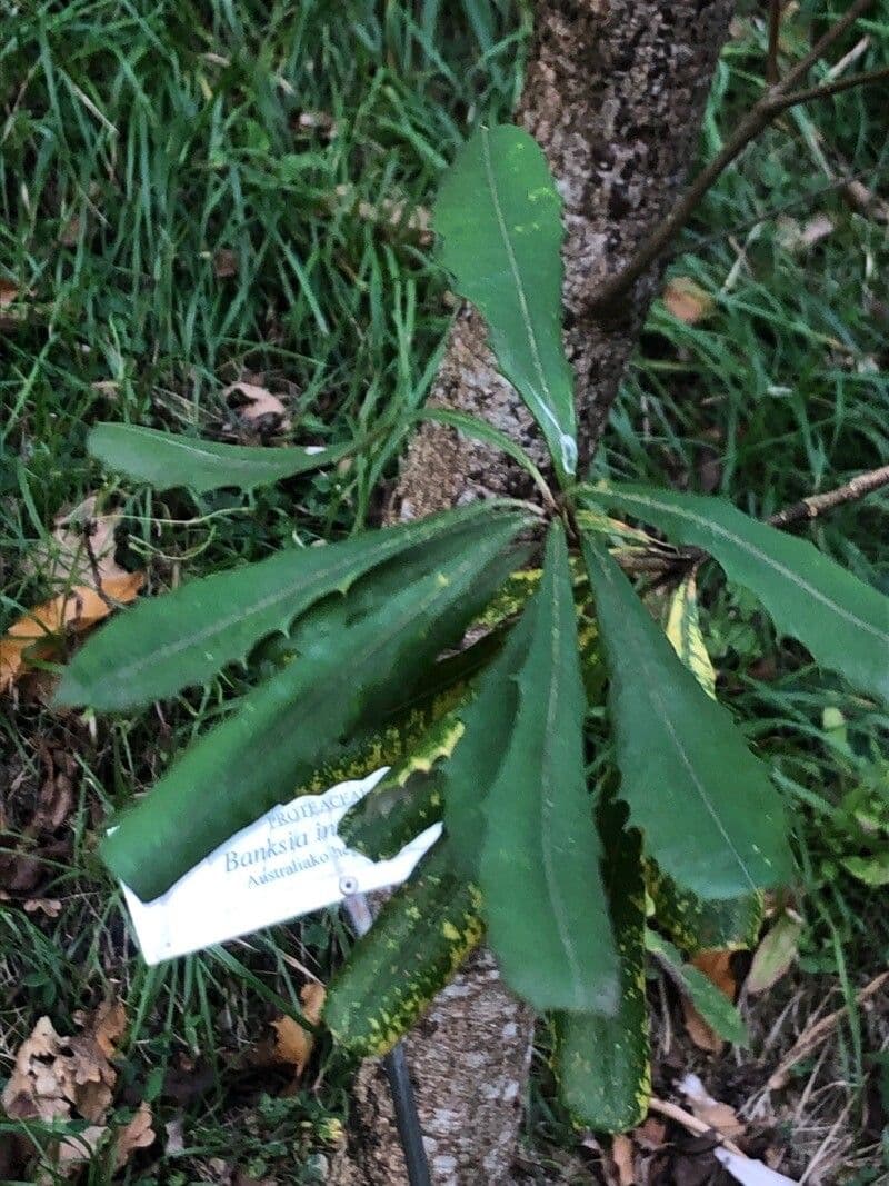 Banksia integrifolia 16