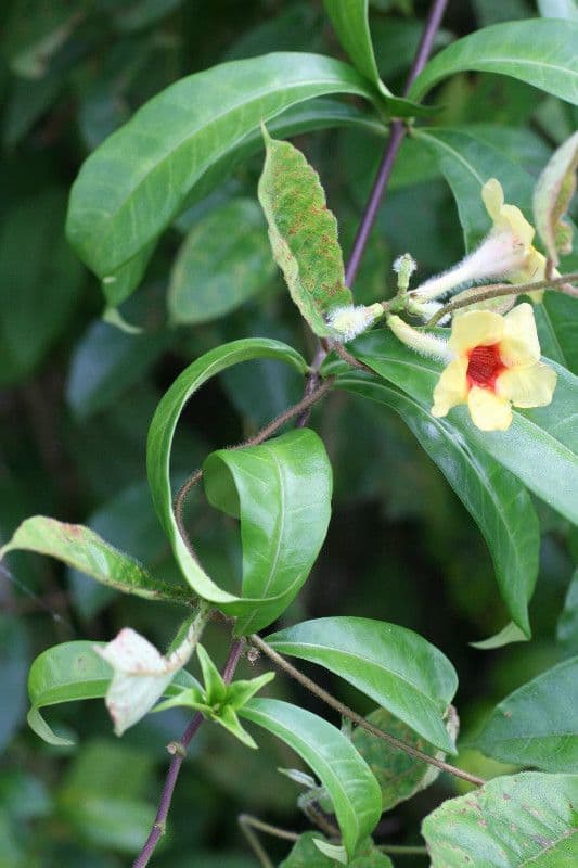Mandevilla 7