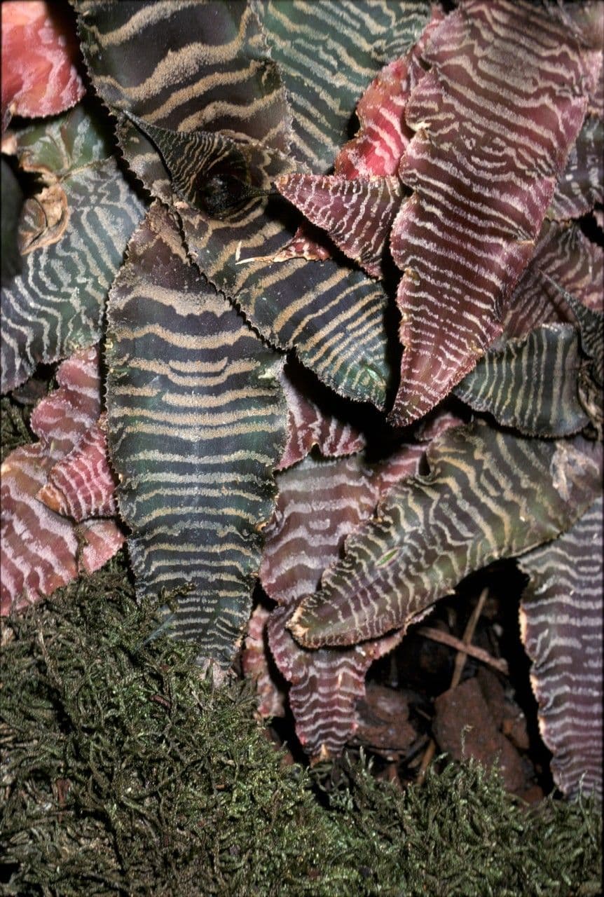 Cryptanthus 15