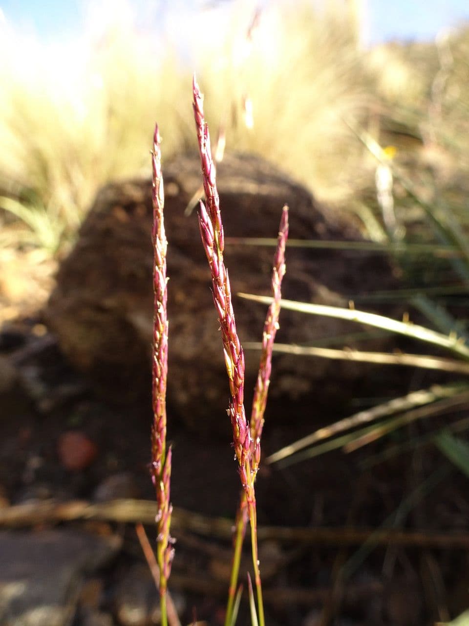 Agrostis 2