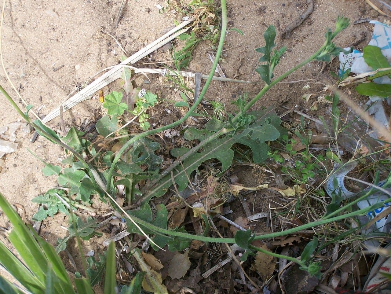 Hawkweed oxtongue 10