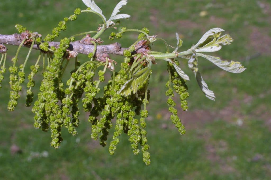 Apfel-Eiche 10