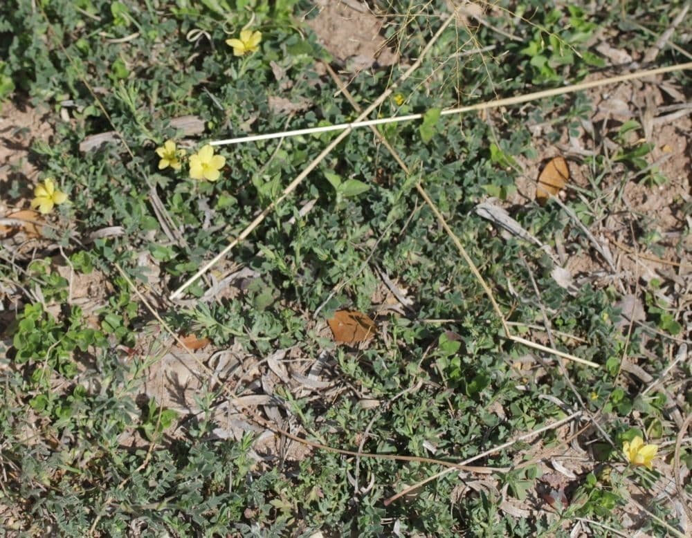 Menodora 4