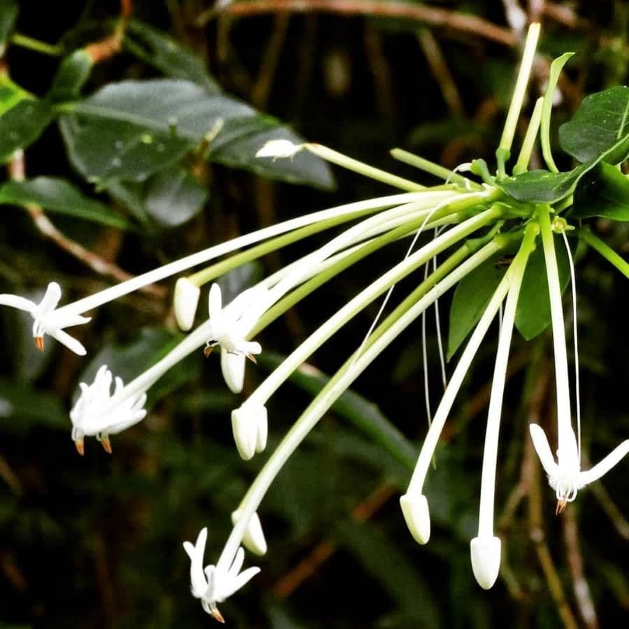 Posoqueria latifolia 6