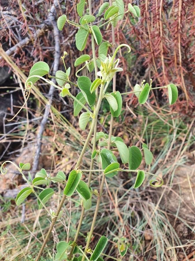Helinus integrifolius 15