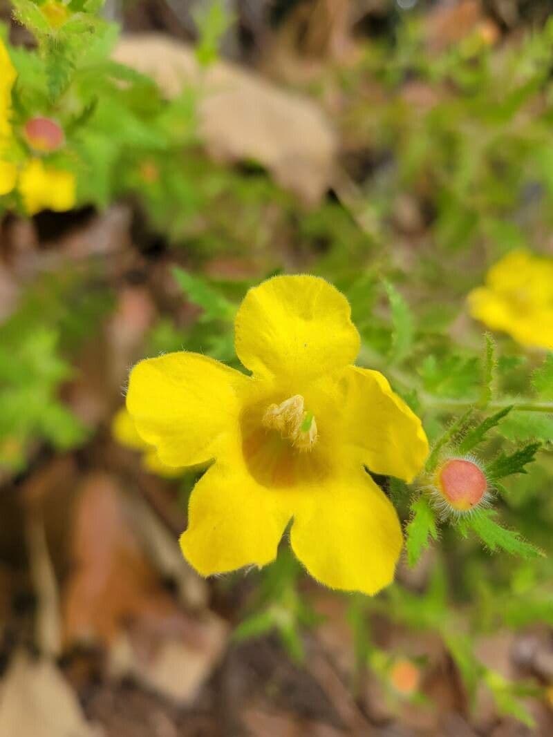 Aureolaria pectinata 6