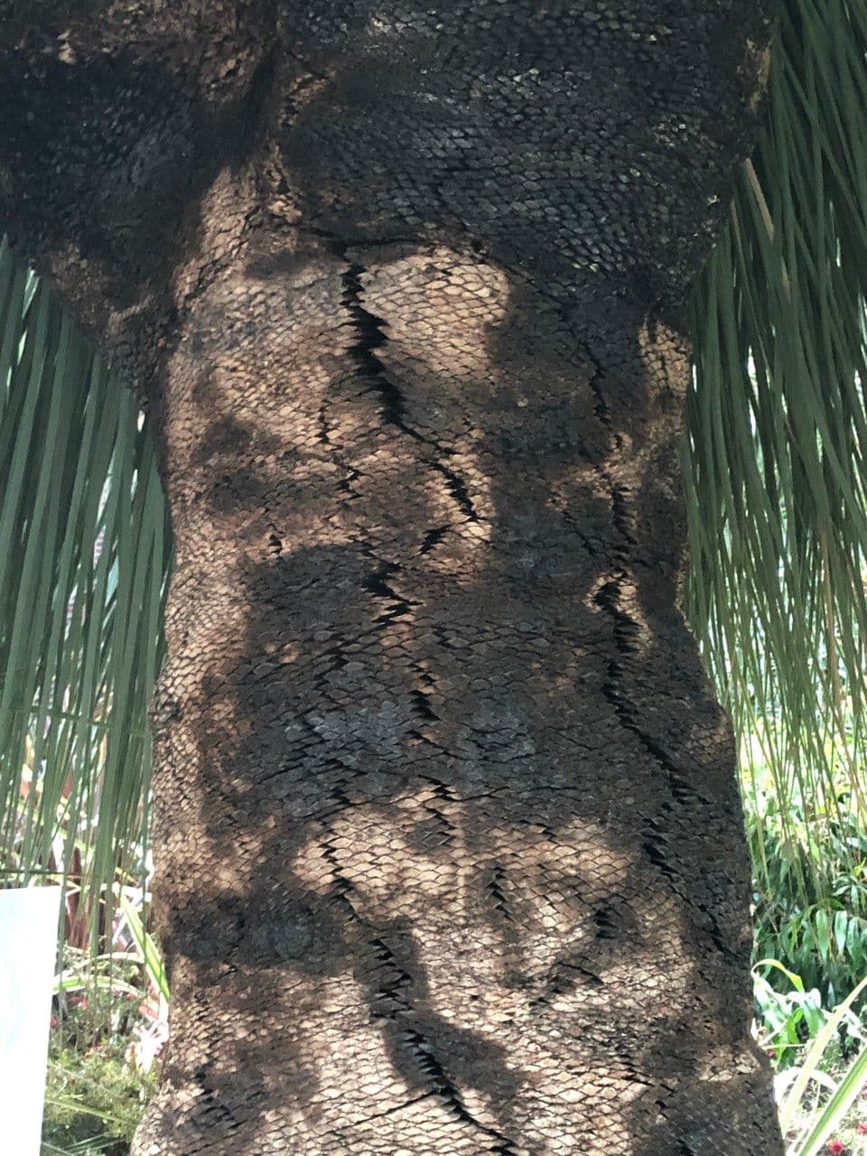 Xanthorrhoea glauca 21
