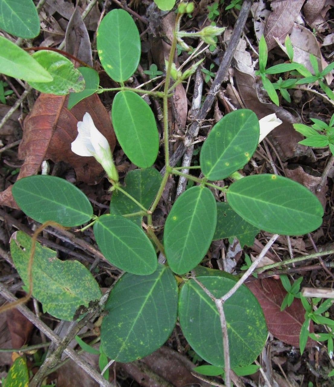 Clitoria falcata 9