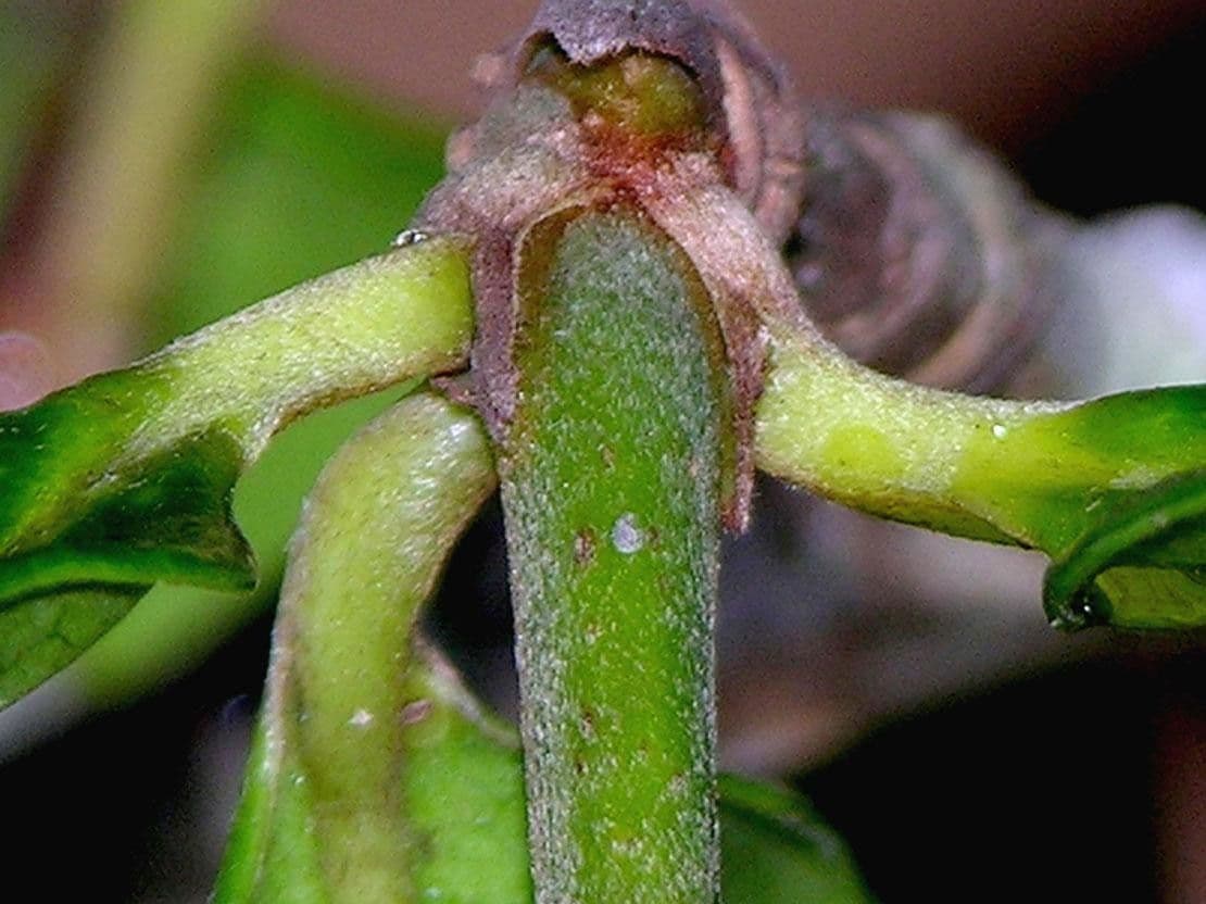Spachea 15