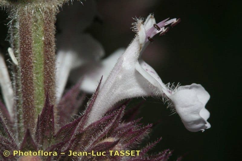 Menta gatuna 3