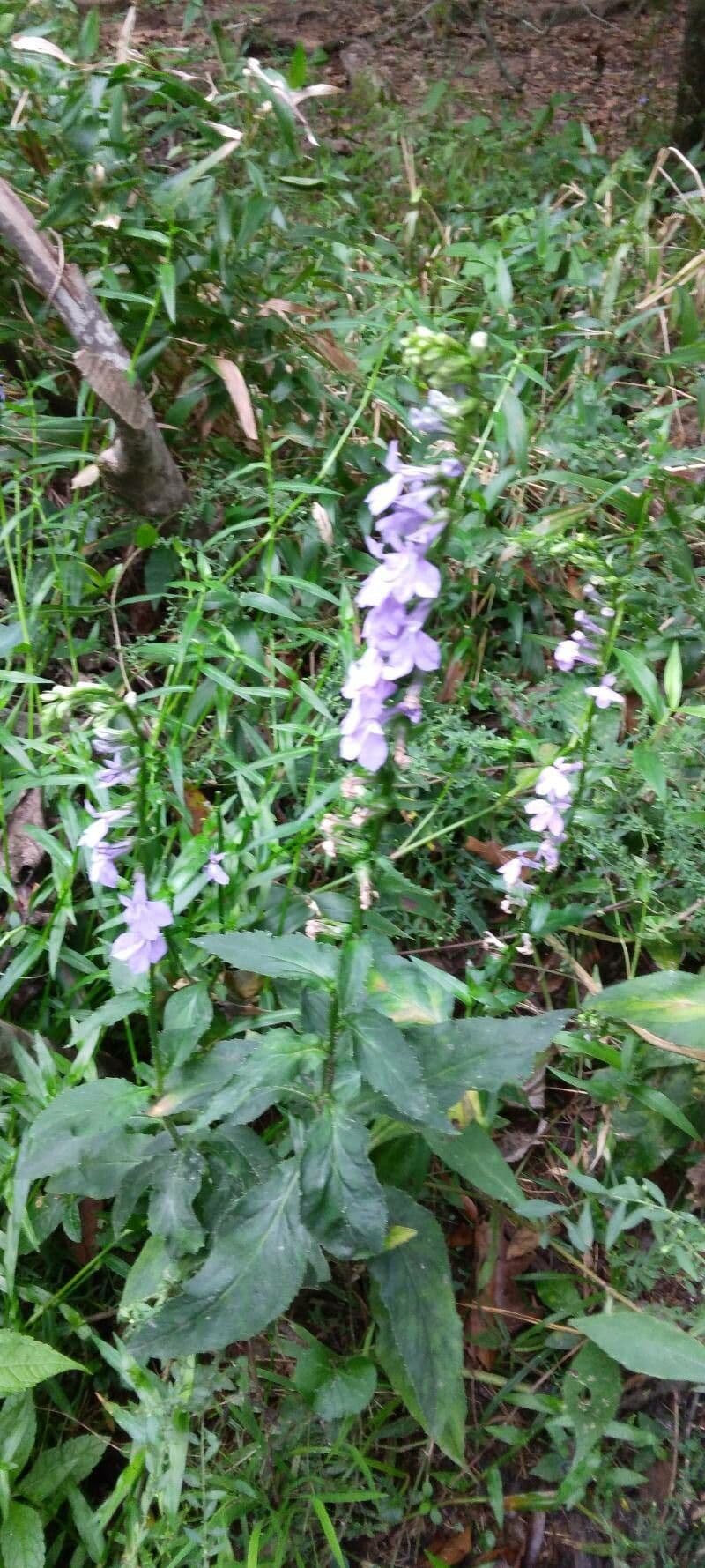 Lobelia puberula 10