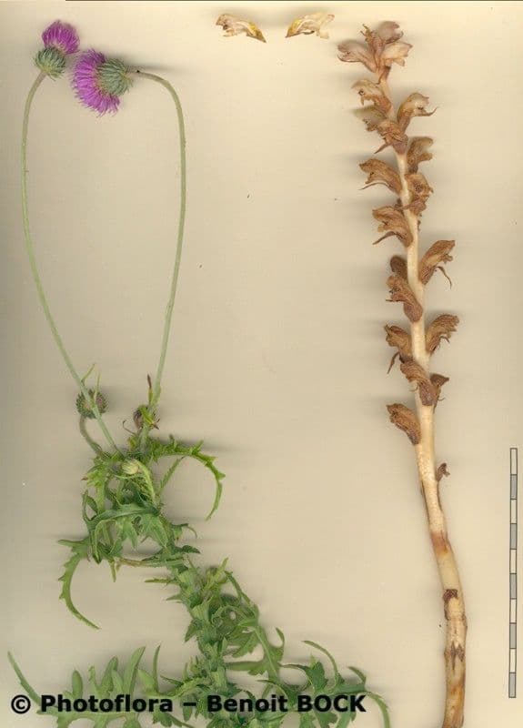 Orobanche 15