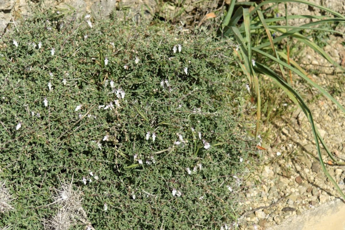 Camédris 6
