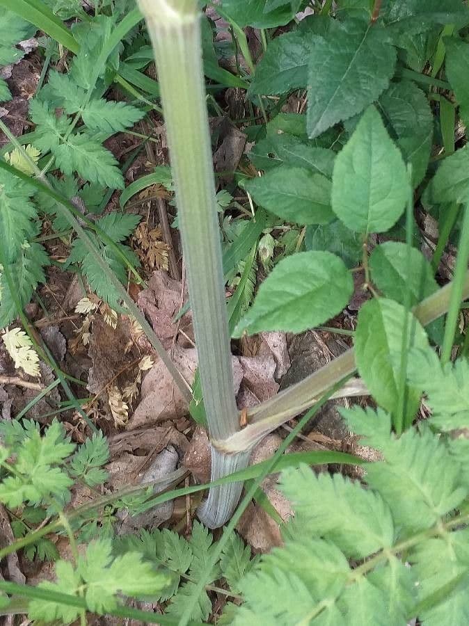 Cerfoglio selvatico 24