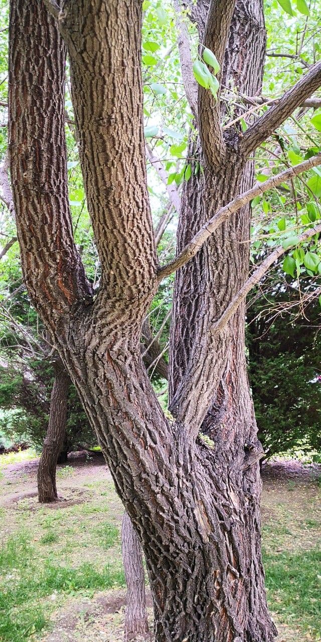 Euonymus maackii 19