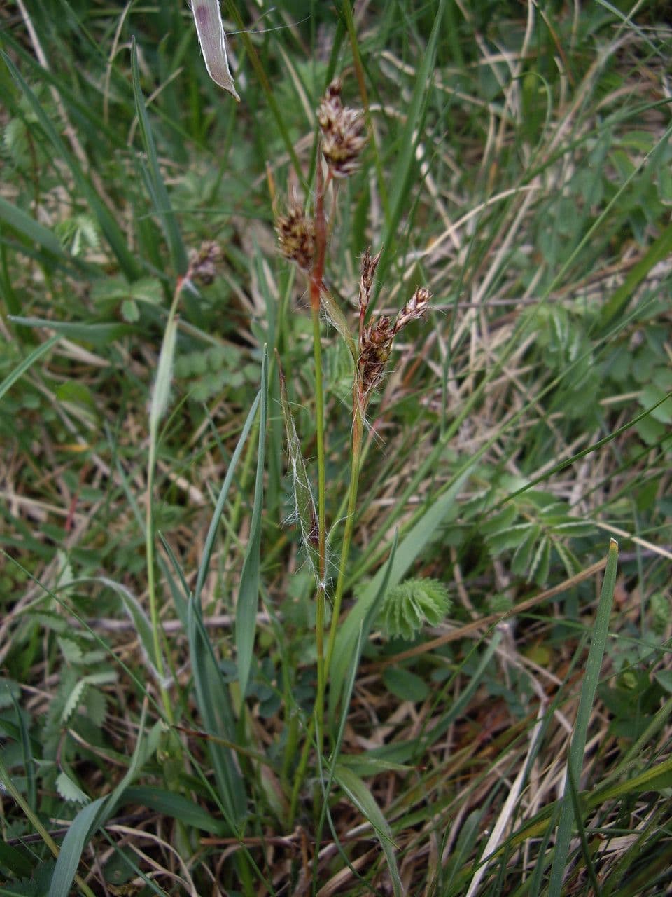 Erba lucciola comune