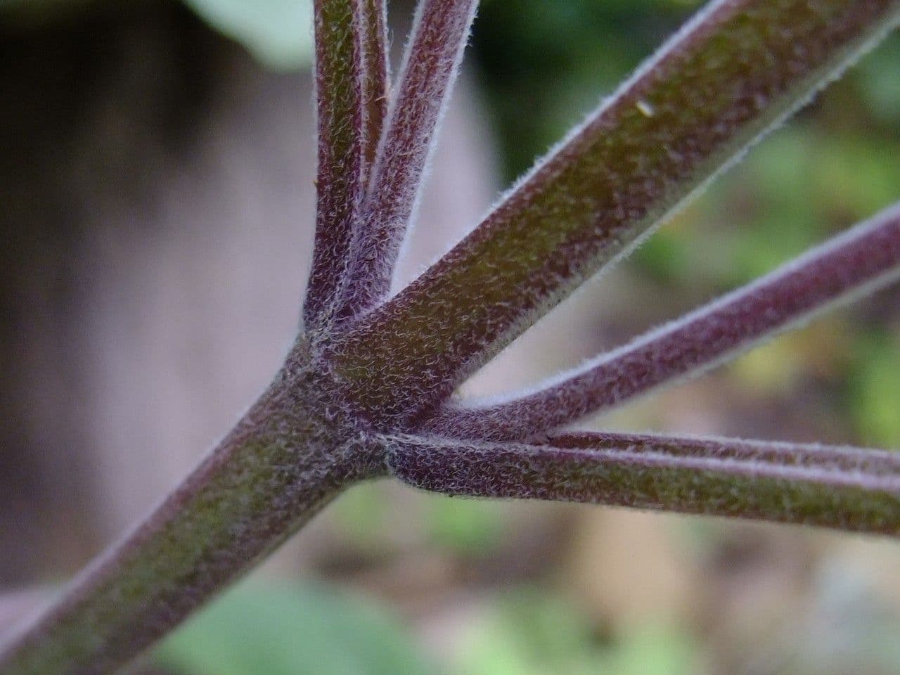 Salvia purpurea 13
